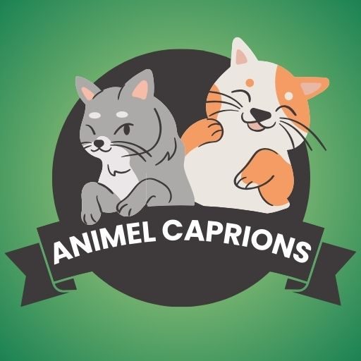 Best animel caprions for Instagram
